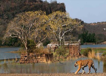 Ranthambore National Park (1).jpg